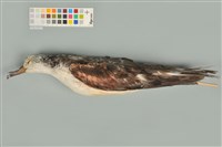 藏品(大水薙鳥)的圖片